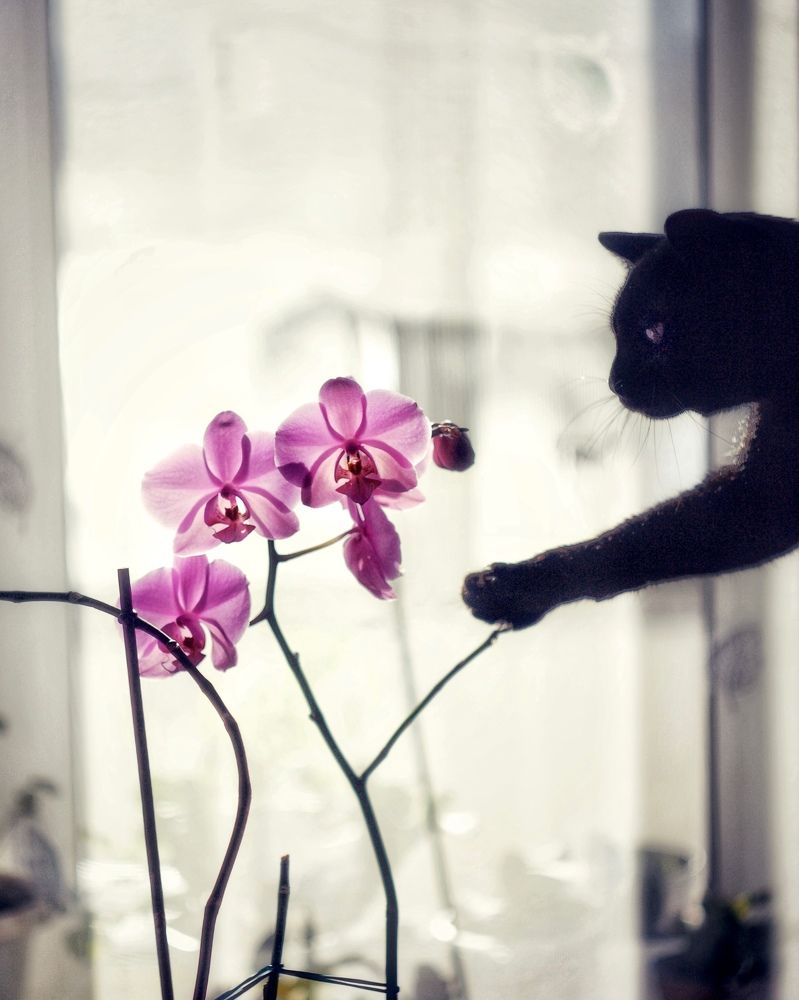 Photograph by Александр Арасланов