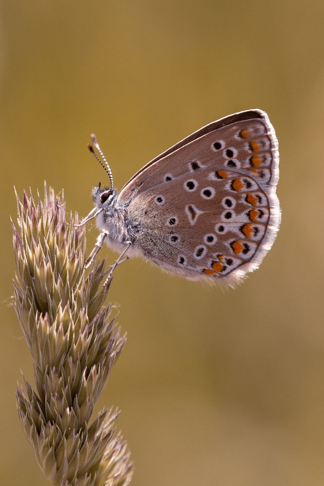 Знойный полдень