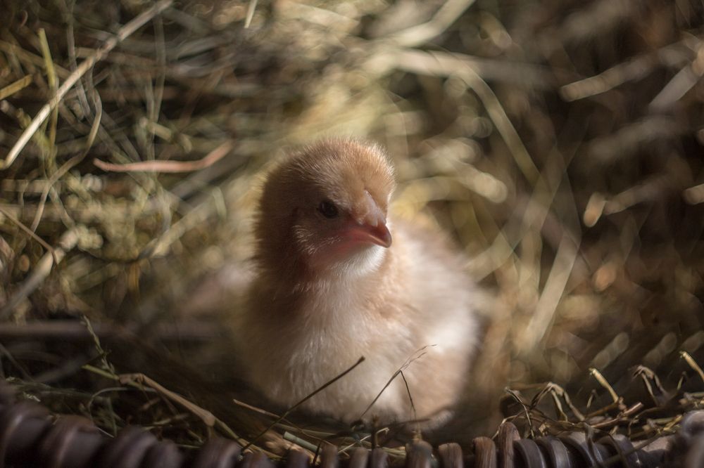 снесла курочка яичко, да не простое....