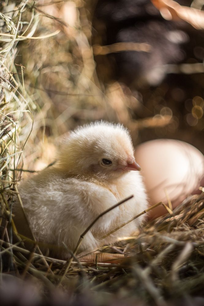 Мышка бежала...хвостиком махнула...