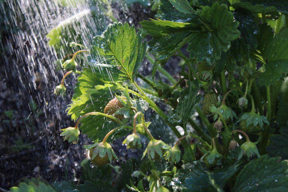 Купание клубники