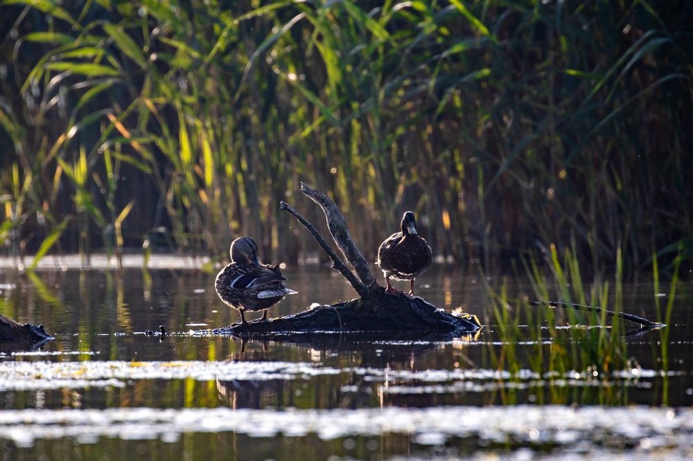 Photograph by Adrian Grigore