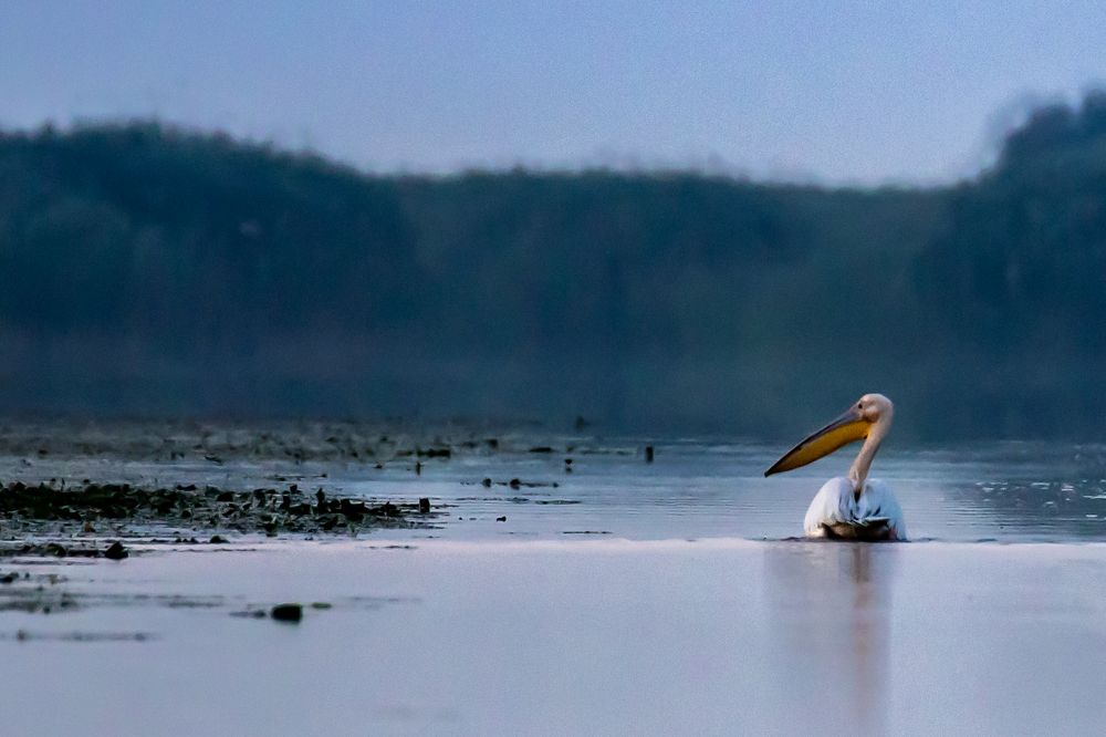 Photograph by Adrian Grigore