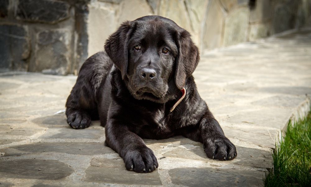 Photograph by Adrian Grigore