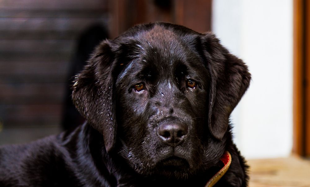 Photograph by Adrian Grigore