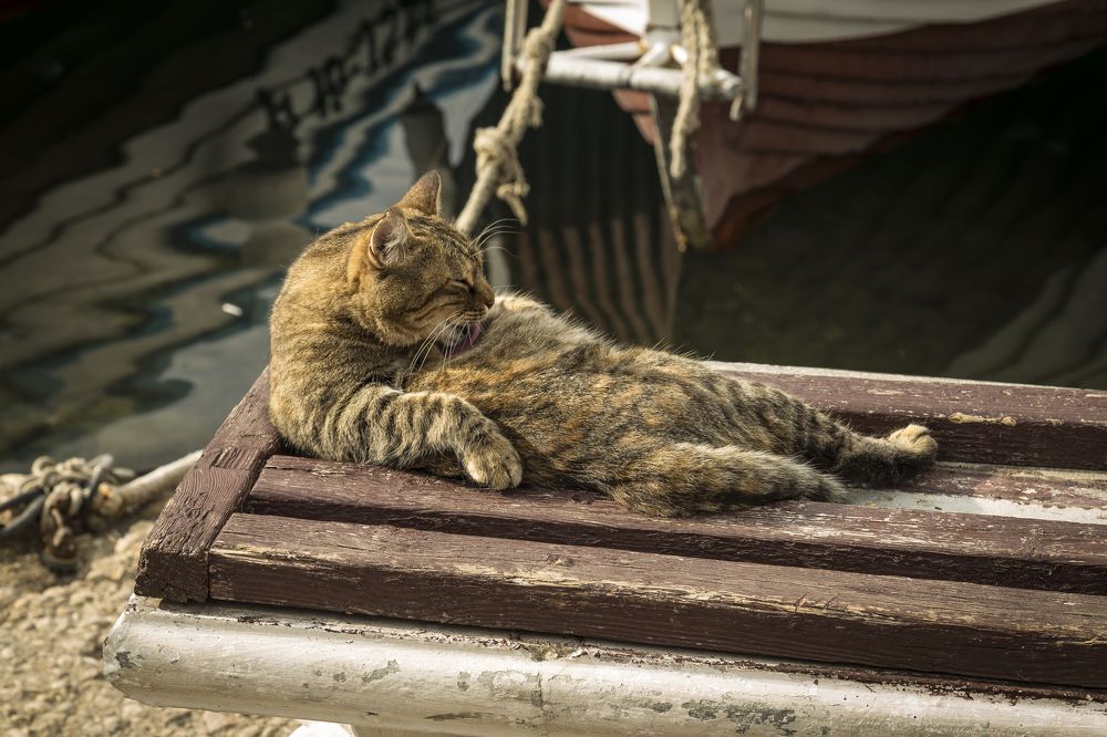 Балаклавский тюлень