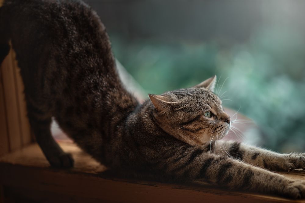 Photograph by Елена Лапина