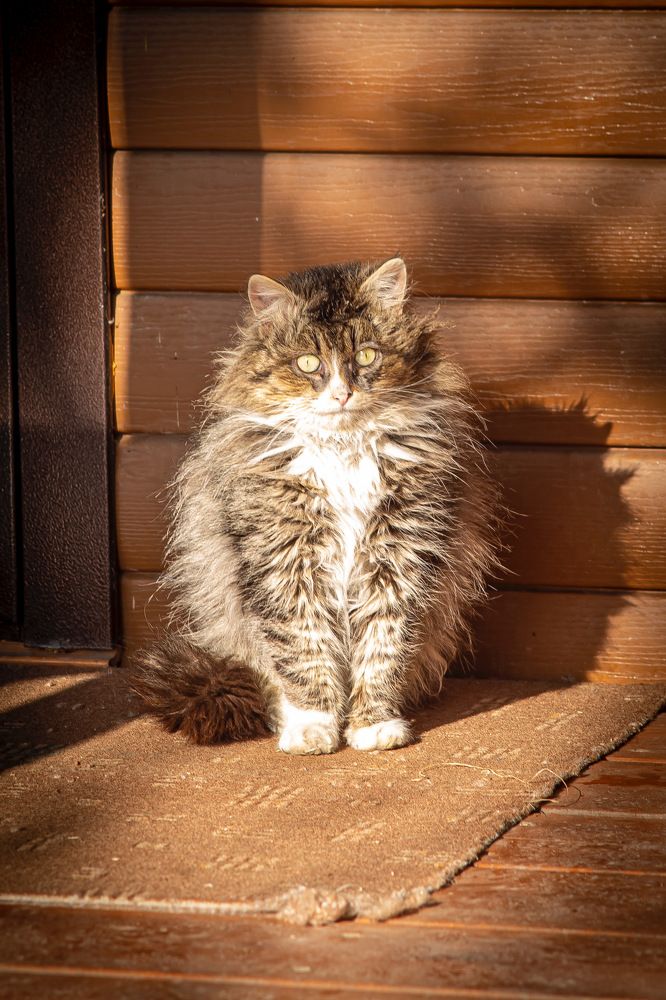 Шерстяной неряха