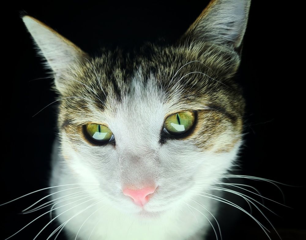 Photograph by Mohammad Jalilzadeh