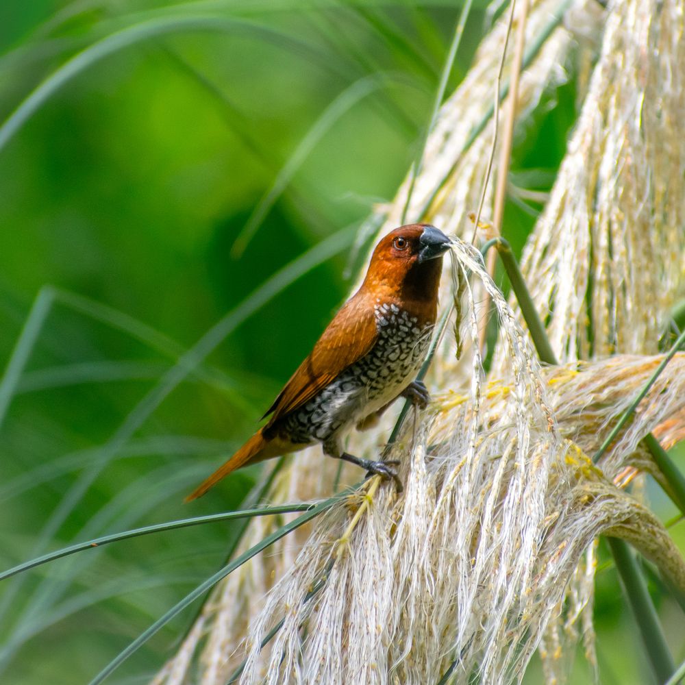 Photograph by Harkesh Kumar