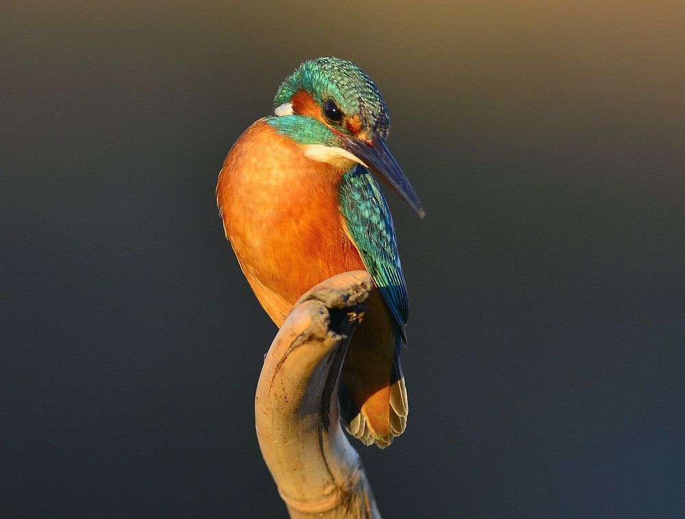 Photograph by Mertens Peter