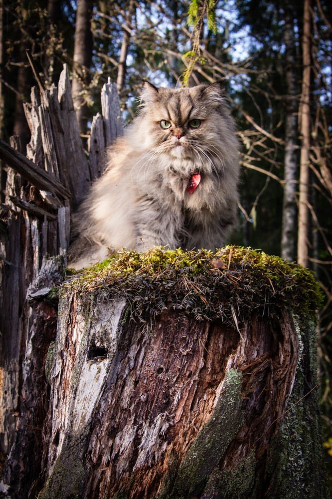 Фотография автора Андрей Русских