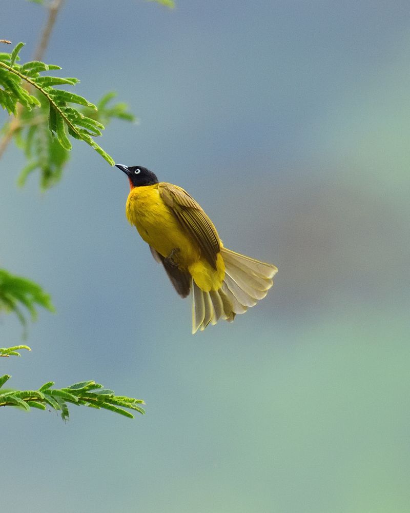 Photograph by MOHAMED S.M