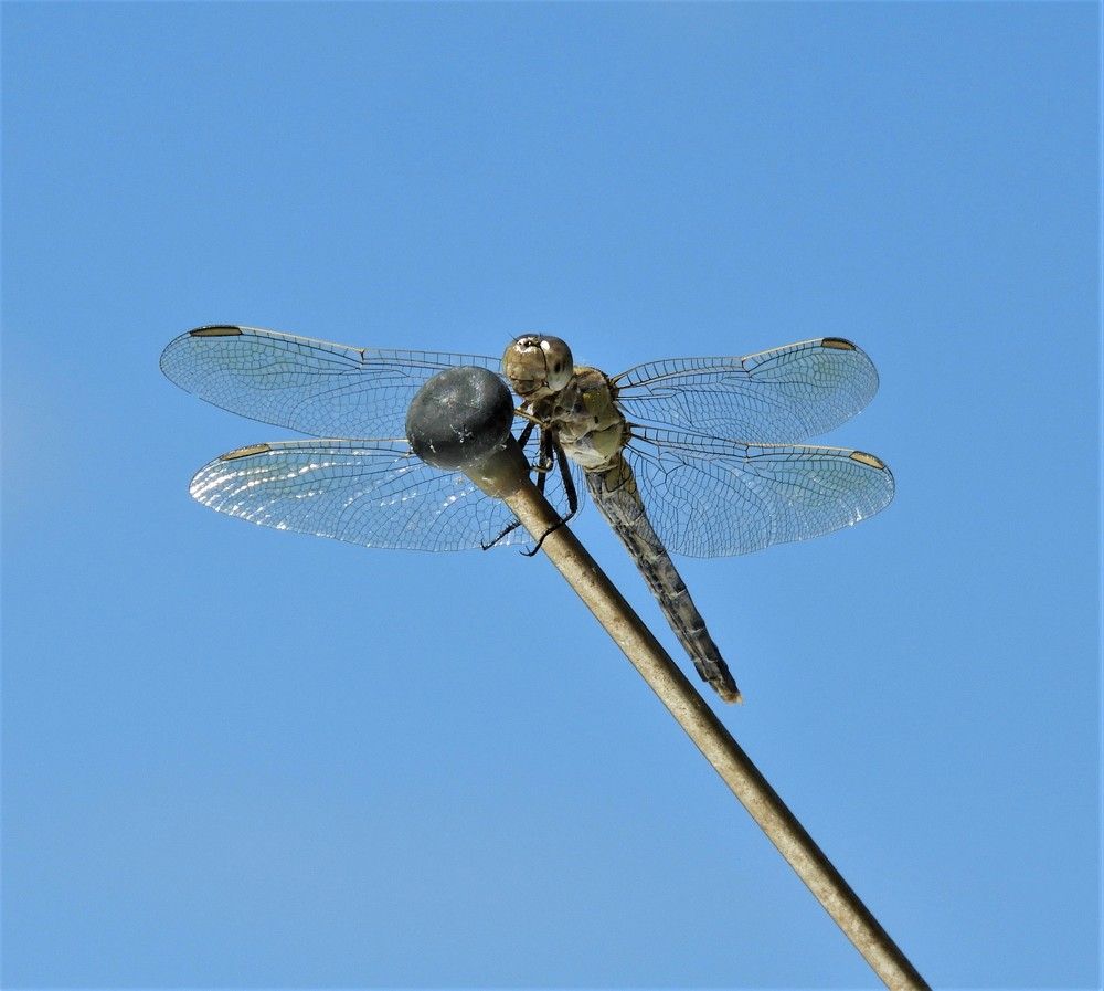 Photograph by Sharon Mongan