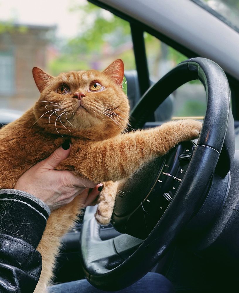 Мама, я правильно руль кручу?