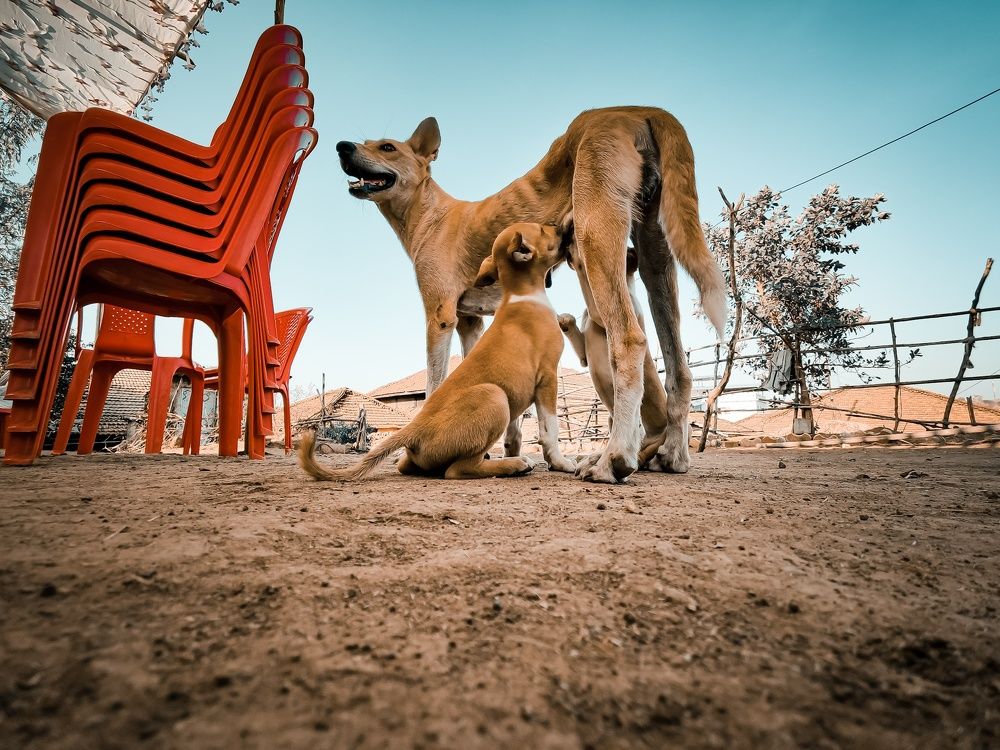 Фотография автора Om Pawar