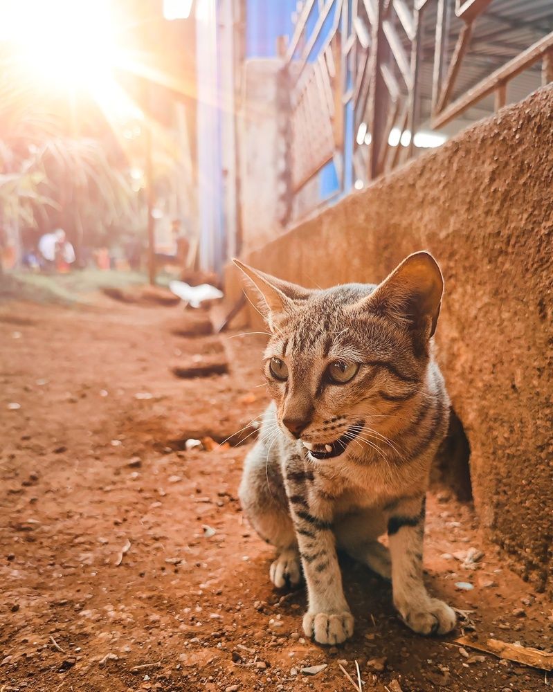 Фотография автора Om Pawar