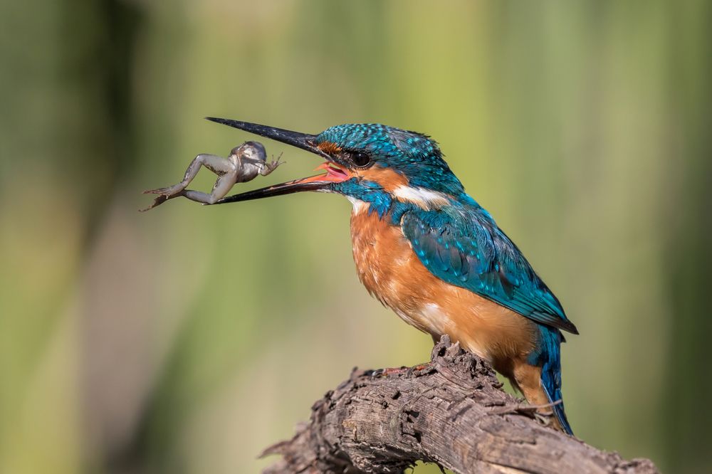 Обыкновенный зимородок