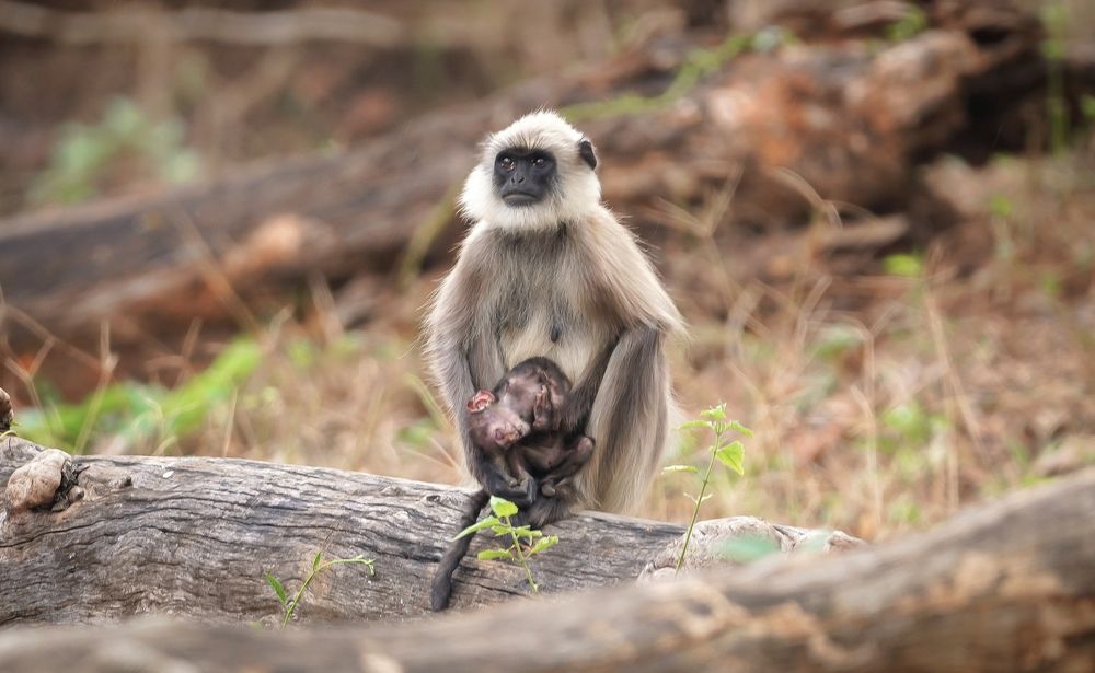 Mother's love.! - Holding her dead baby.!