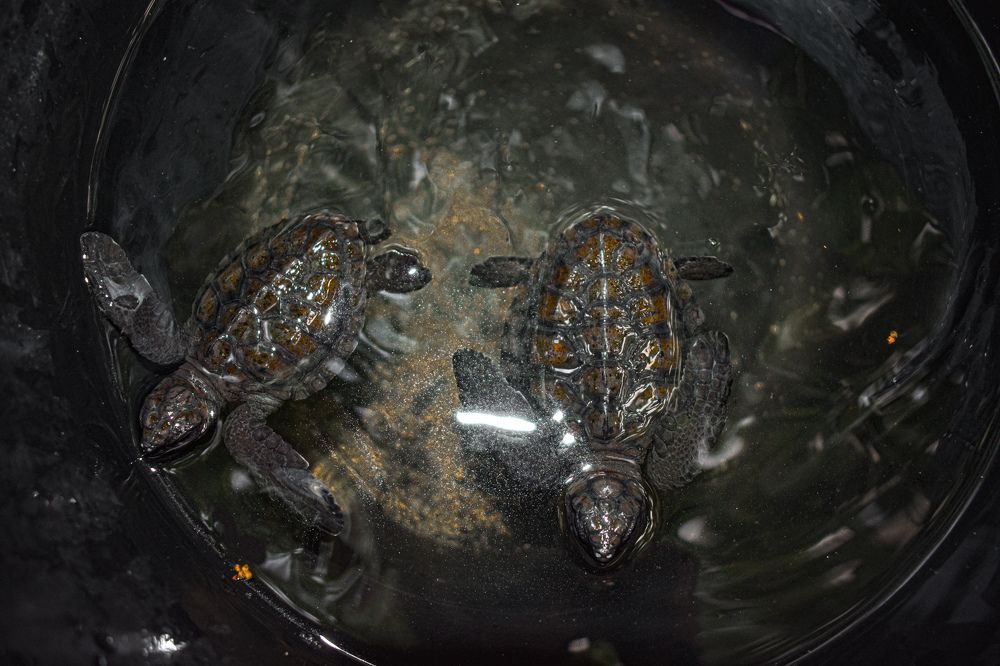 Before being released into the ocean