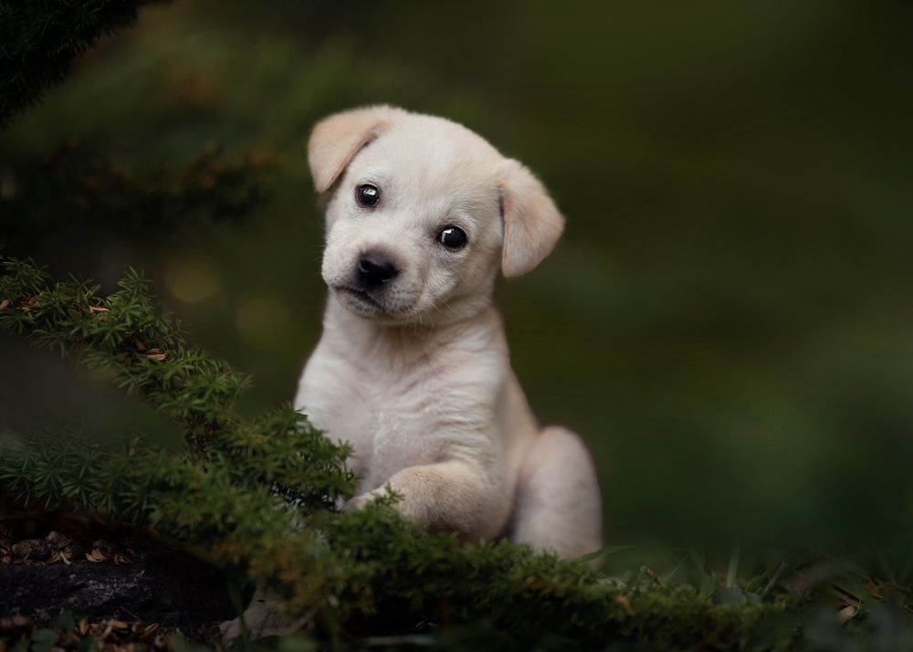 Photograph by Emanuel Manfrin