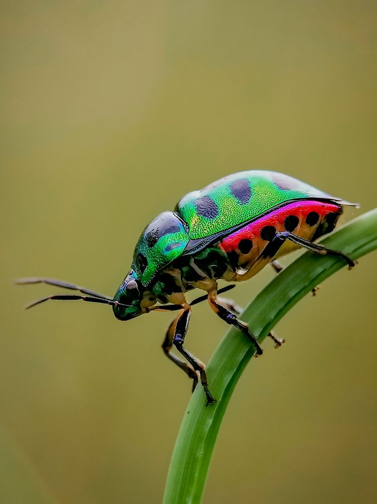Jewel bug