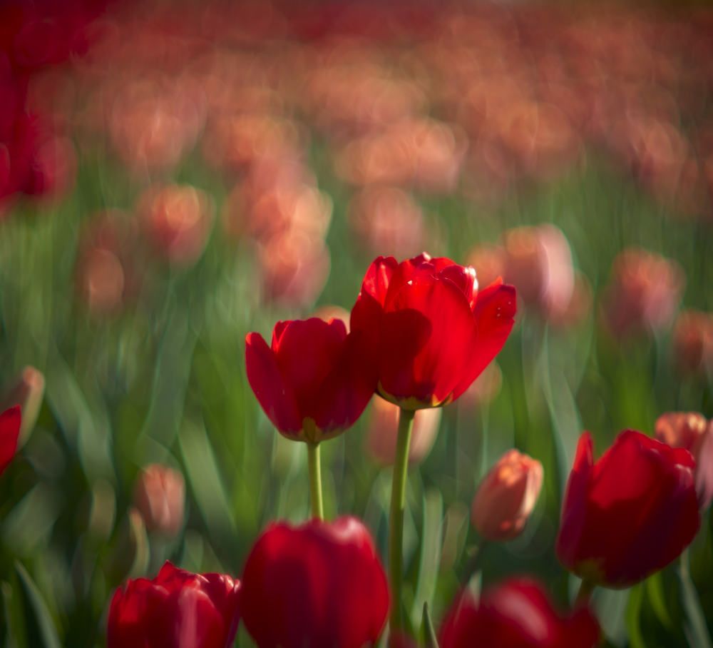 Photograph by Дмитрий Емельянов