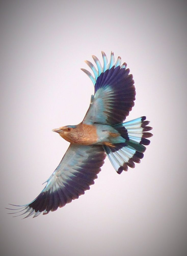 Bird Name - Indian Roller