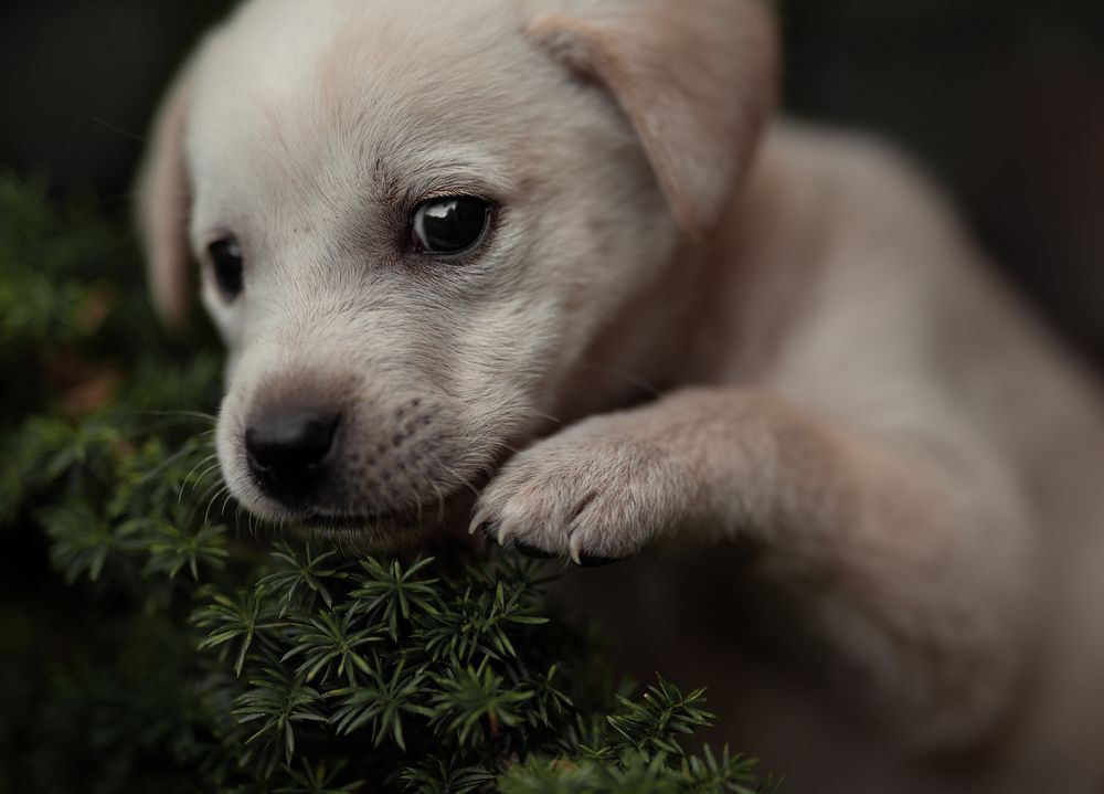 Photograph by Emanuel Manfrin