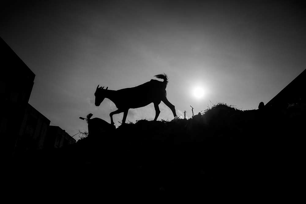 Photograph by Vigneshwaran G