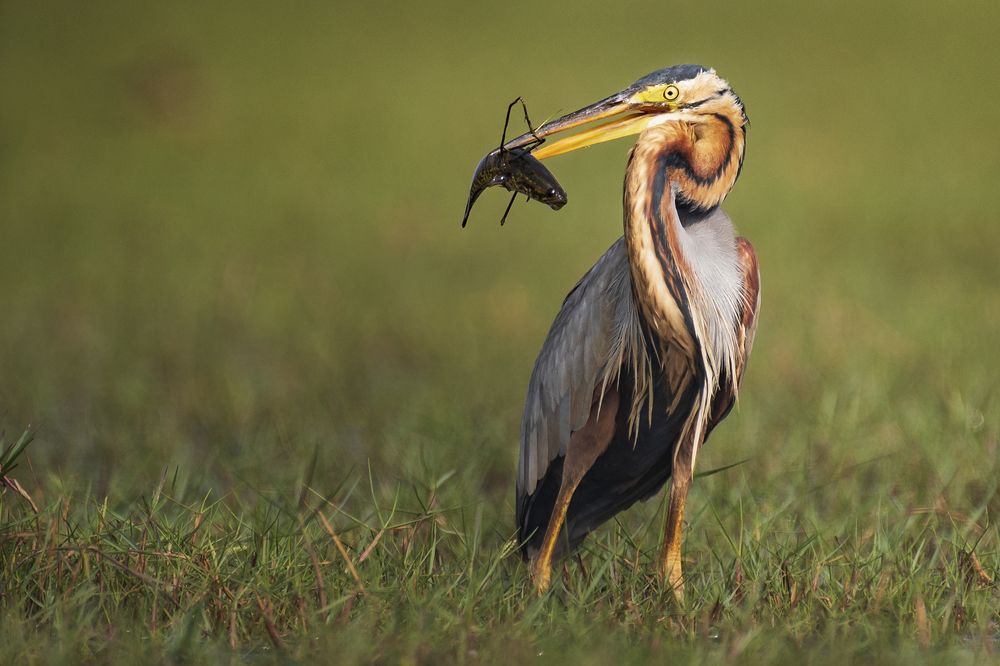 Purple heron with catch