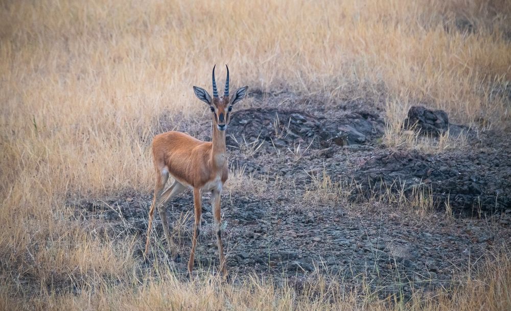 The Chinkara