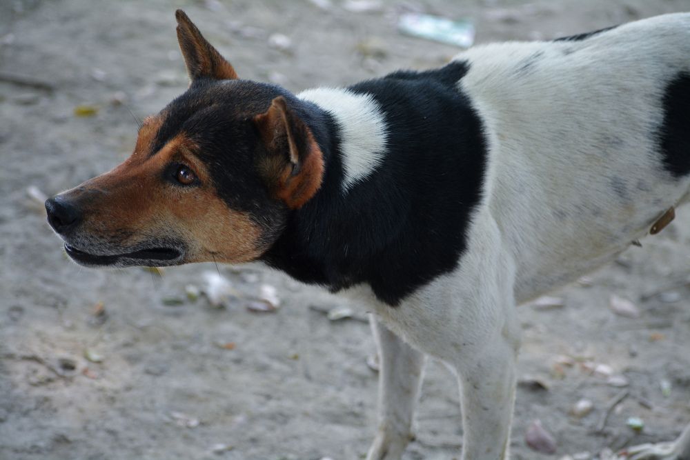 Photograph by Subrata Roy