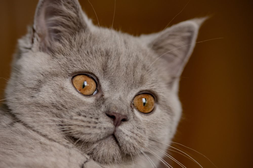 Photograph by Виктория Гунько