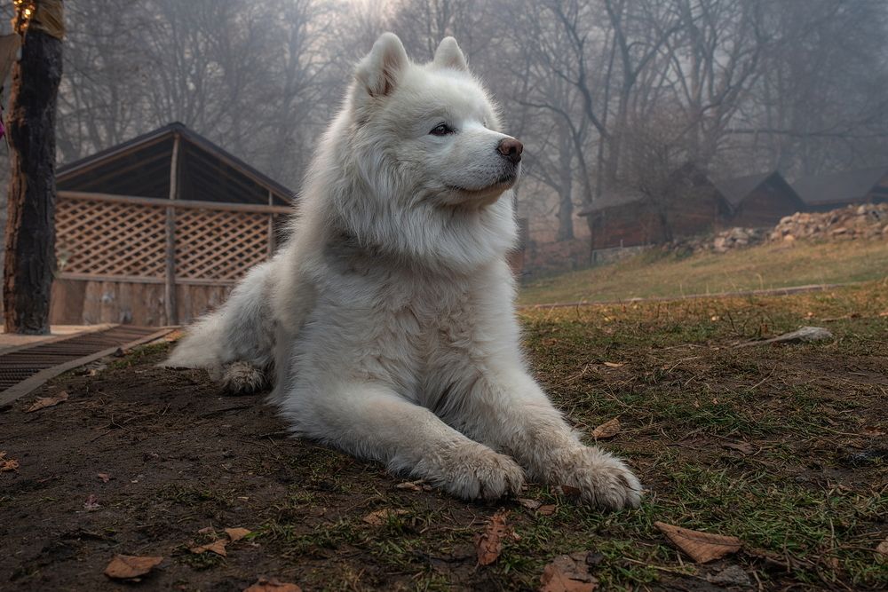 Photograph by Арсен Алабердов