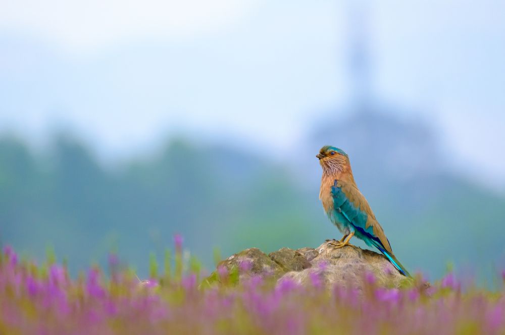 Bird with a broken beak