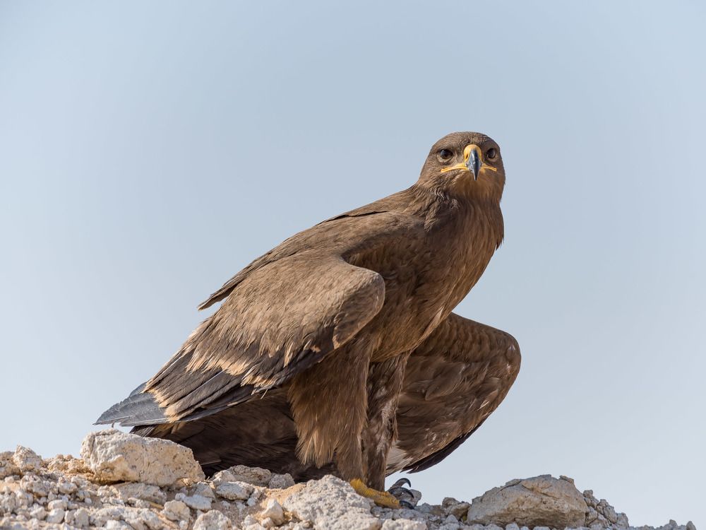 Steppe eagle