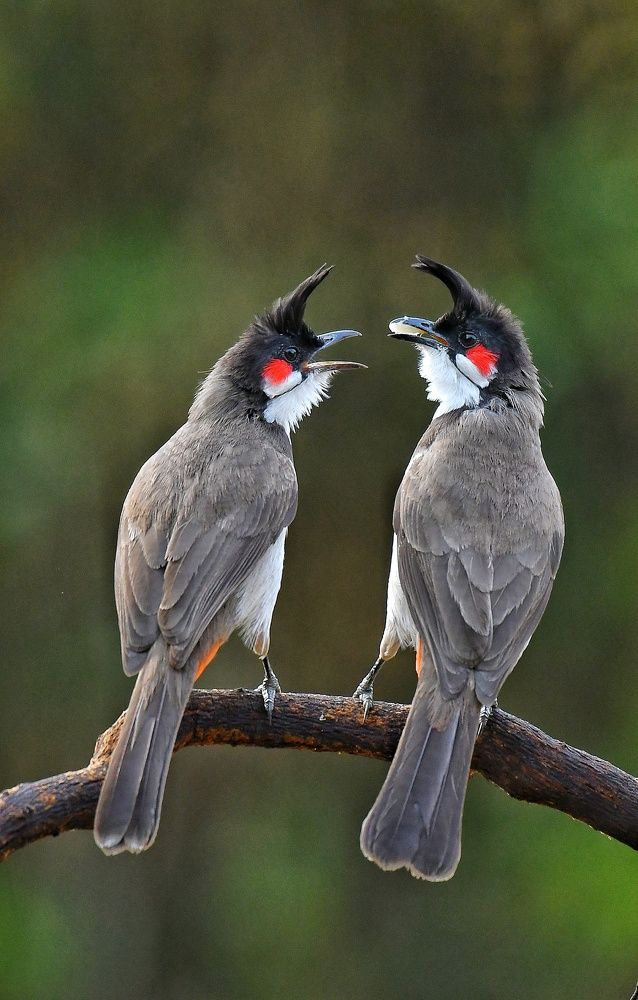Red whiskered bulbul