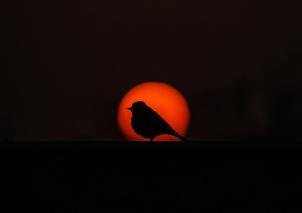 Loneliness