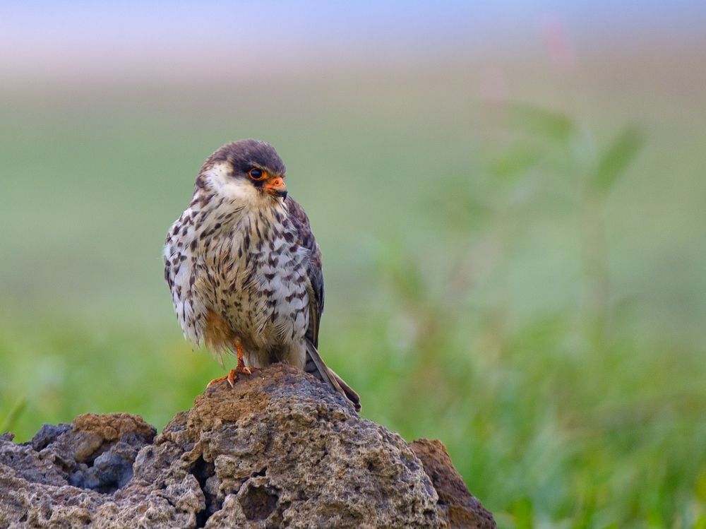 A female Amur falcon