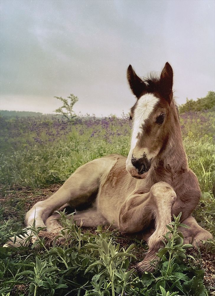 Photograph by Елена Гарибян