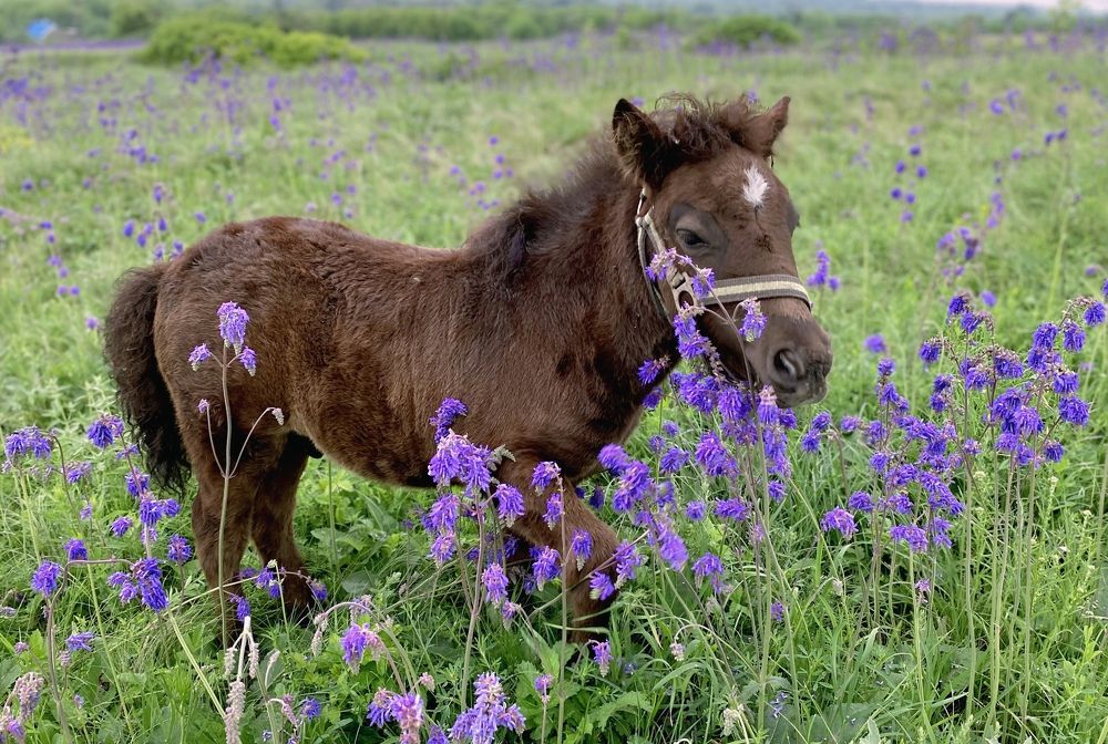 Photograph by Елена Гарибян