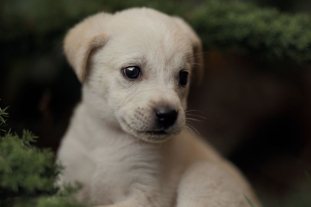 Photograph by Emanuel Manfrin