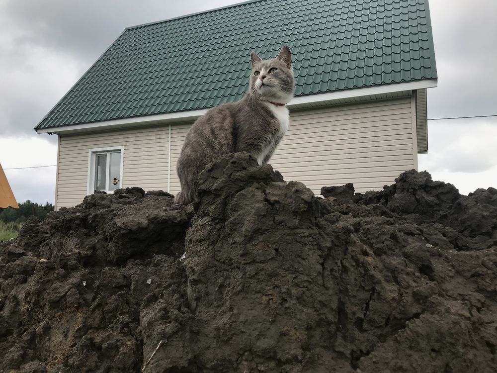 Героическая кошка.