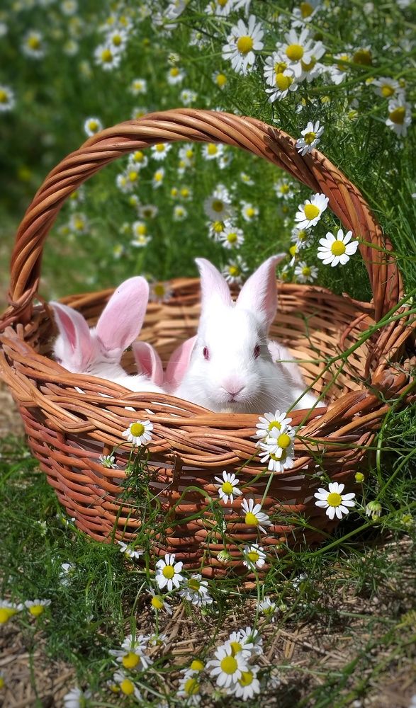 Photograph by Inna Kabanovich