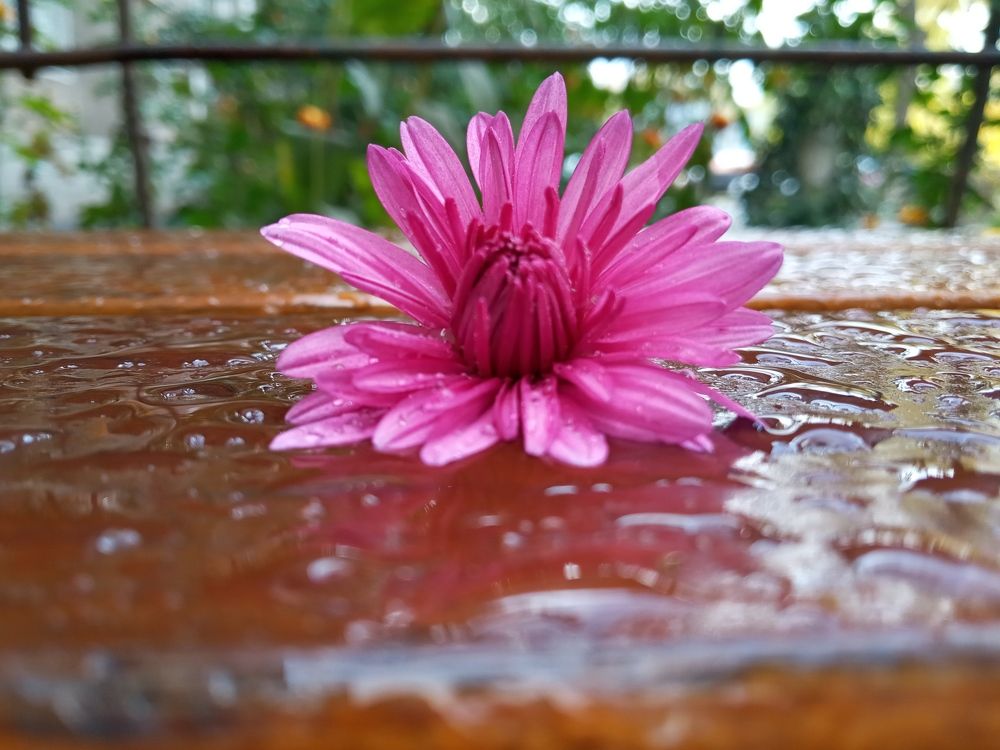 Photograph by Тамара Шевченко