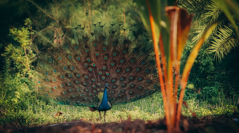 Peacock Dance