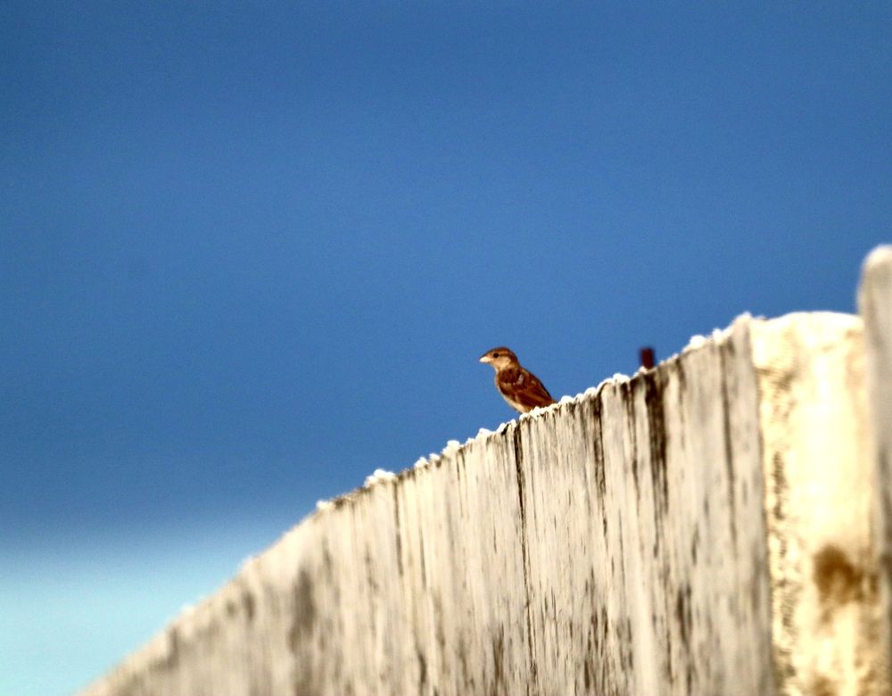 Photograph by Dr.Kaustav Bhowmik