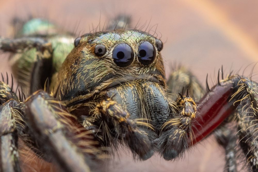Hyllus Diardi Male Portrait