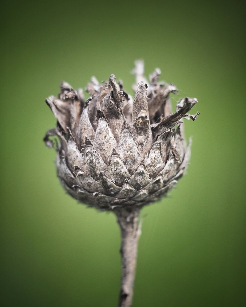 Исход жизни